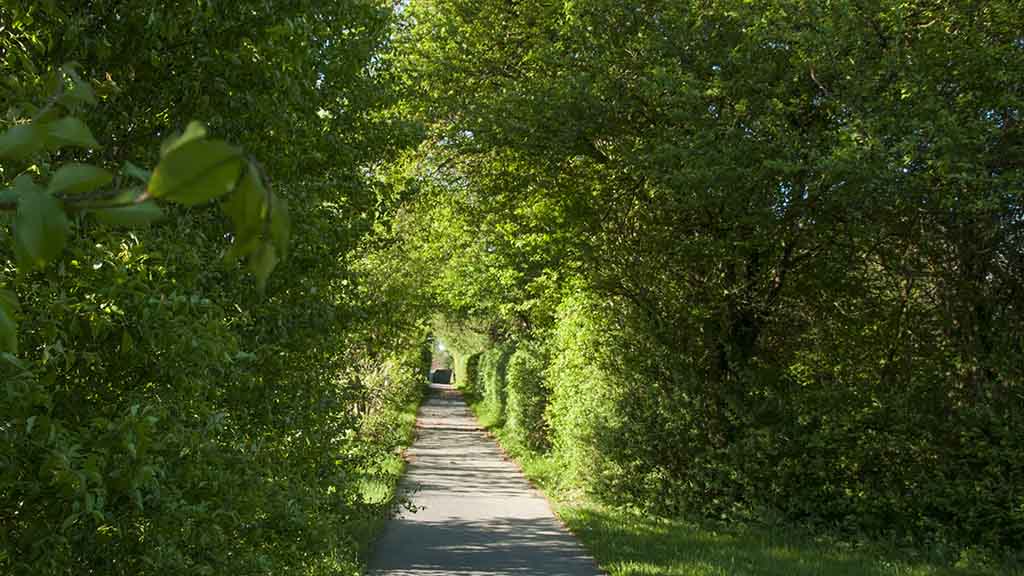 Path through the forest on the clover leaf route from Søndersø