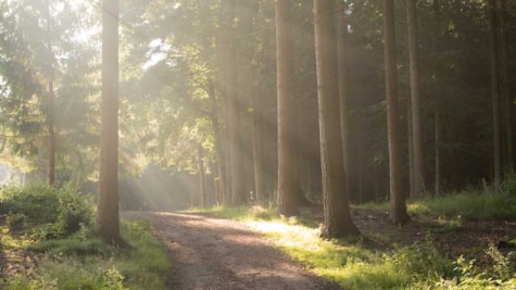Solstrejf på vejen mellem høje træer i Langesø Skov