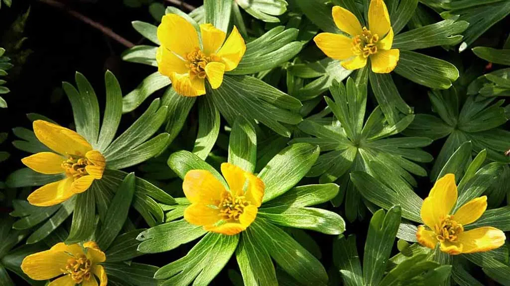 Winter aconite at Jerstrup
