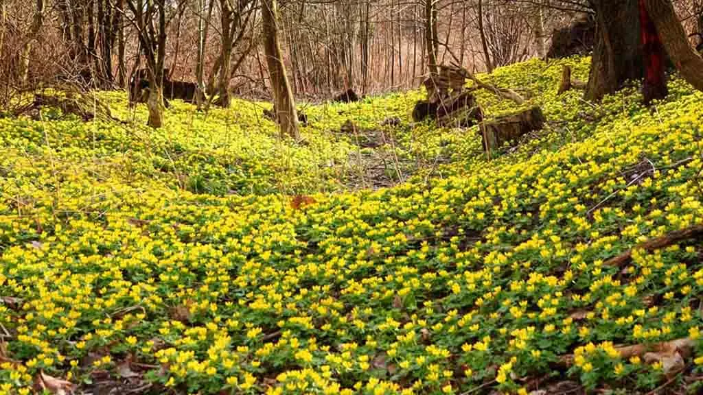Winter aconite covers the forest floor at Jerstrup