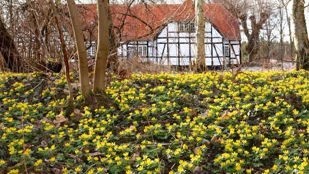 Winter aconite covers the ground in front of Jerstrup Manor House