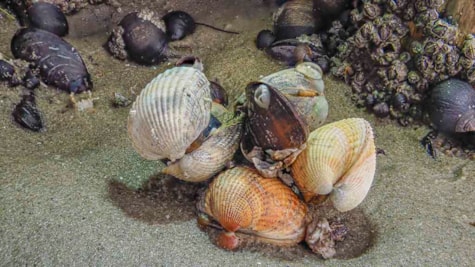 Muslinger og havdyr på havbunden