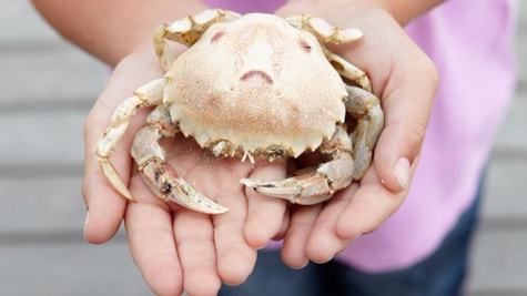 Barn holder en krabbe