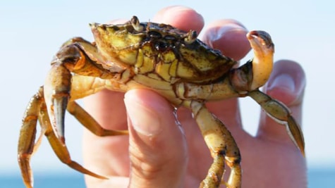 Hånd holder krabbe i luften
