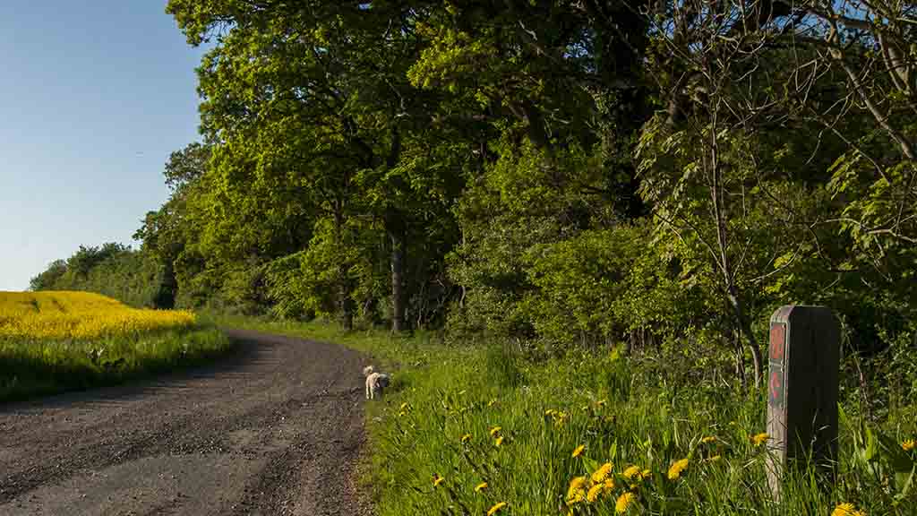 Rapeseed field on a summer's day with a sign for the red cloverleaf trail near Skåstrup