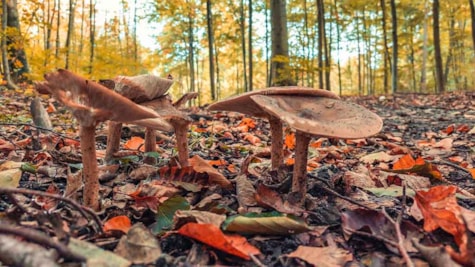 Pilze auf dem Waldboden im Herbst im Søndersø-Wald