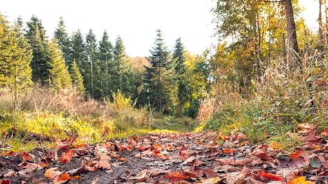 Blade i skovbunden i efteråret i Søndersø Skov