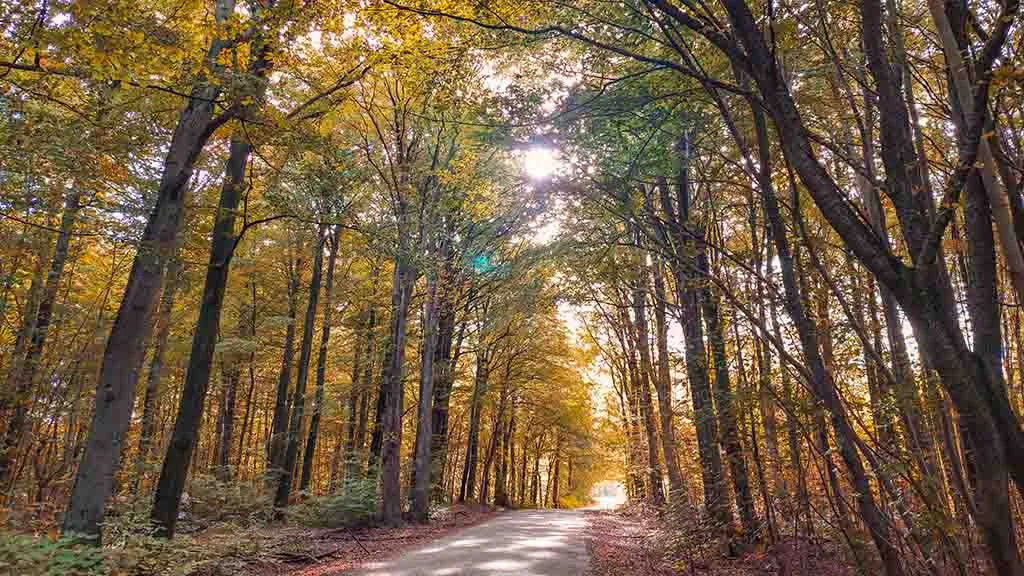 Vejen mellem træer i gyldne farver i Søndersø Skov i efteråret