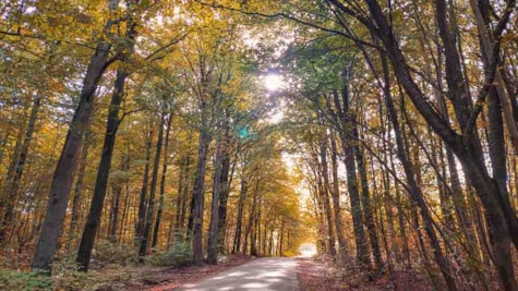 Die Straße zwischen Bäumen in goldenen Farben im Søndersø-Wald im Herbst