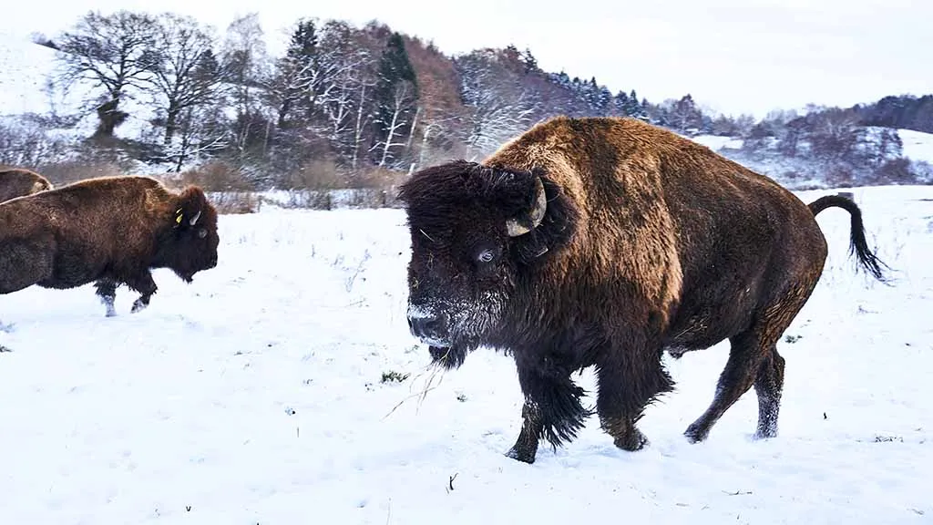 Bison playing in the snow