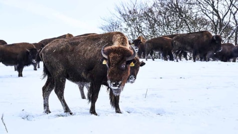 Bison auf dem Feld im Schnee im Winter
