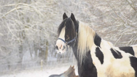 Das Pferd Kaschmir vor schneebedeckten Bäumen im Winter