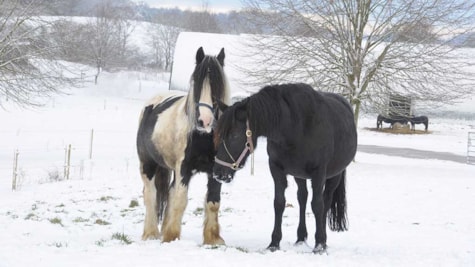 Zwei Pferde auf dem verschneiten Feld im Winter