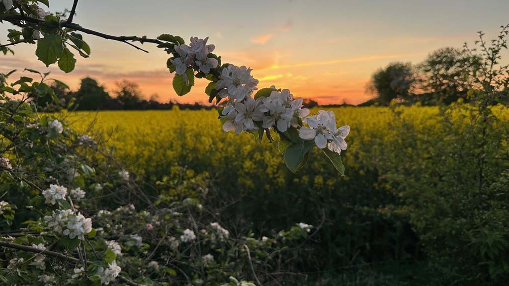 Flowers and idyll at sunset at Æbelø B&B