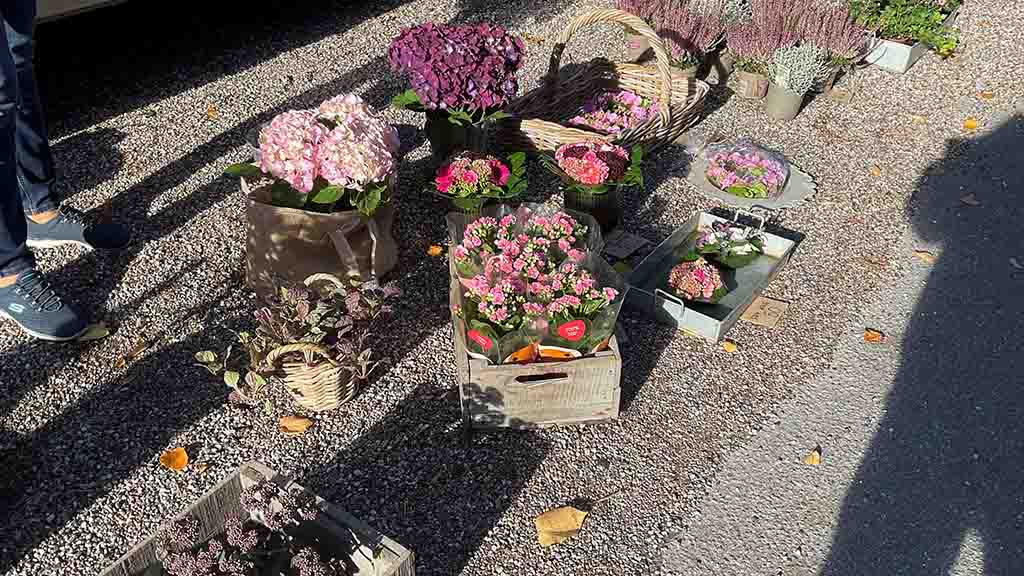 Flowers at Bogense farmers' market