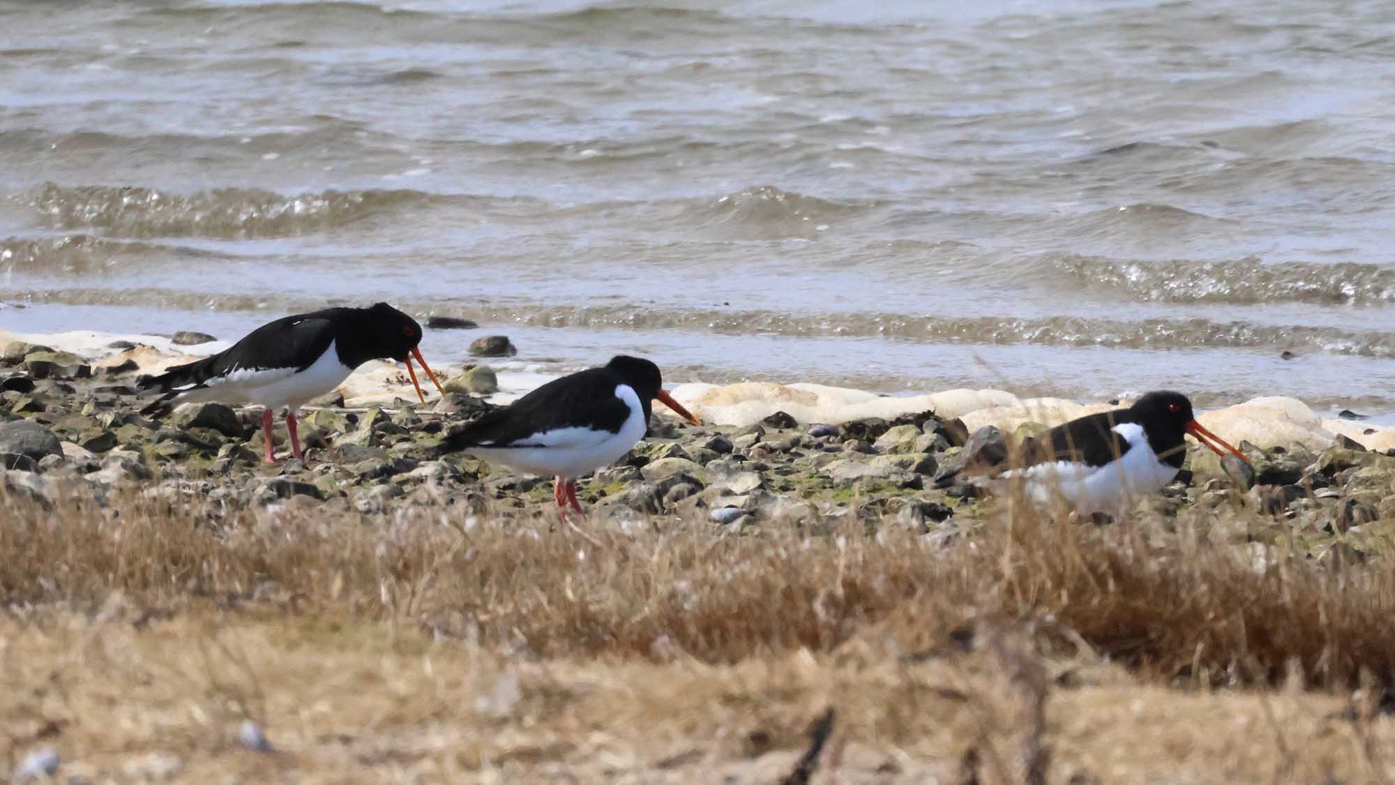 Birds on Gyldensteen Strand