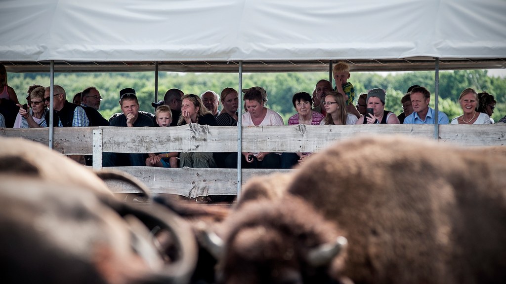 Gäste sitzen im Präriewagen und schauen über eine Herde Bisons auf der Ditlevsdal Bisonfarm.