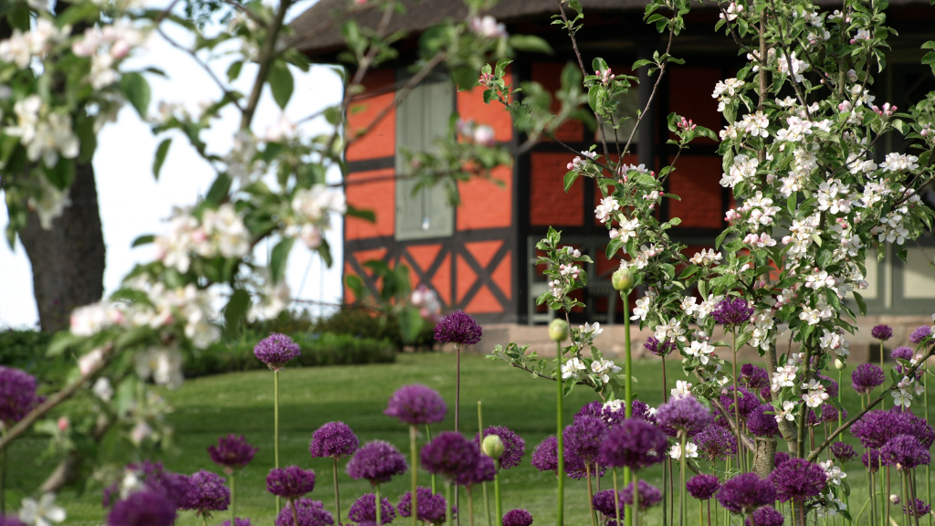 Æbletræer og stauder