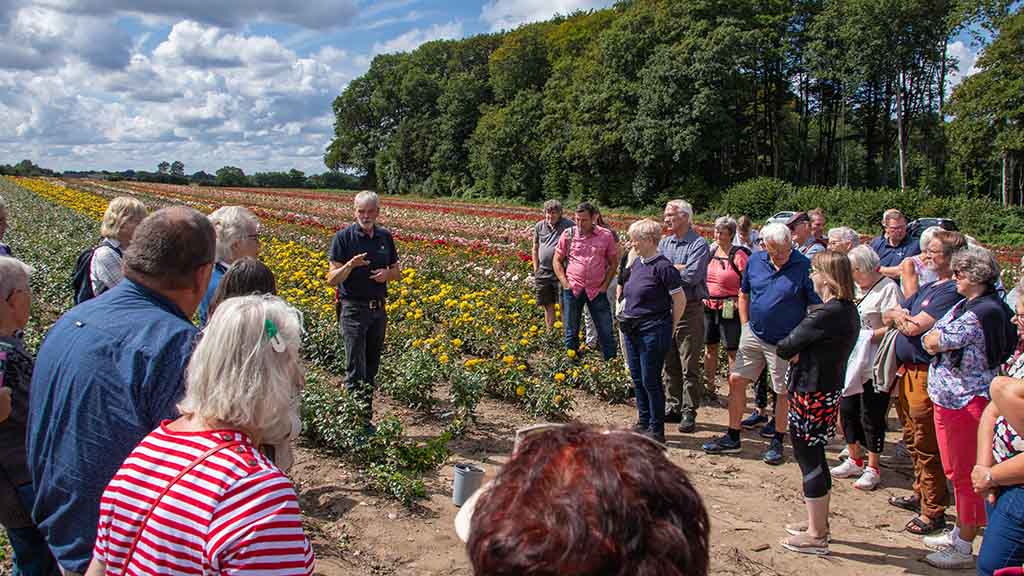 Rundvisning i rosenmarkerne