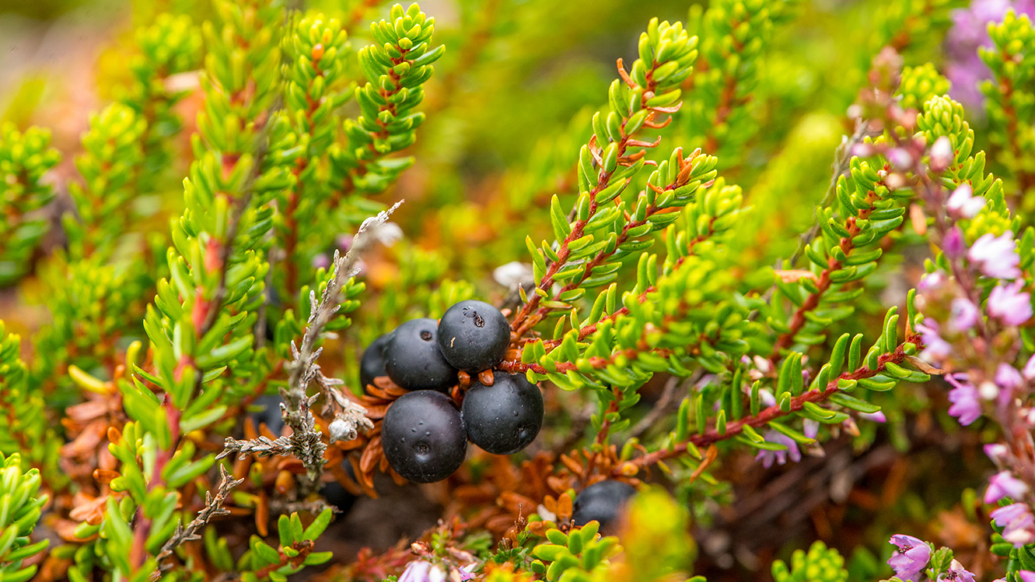 Juniper bush