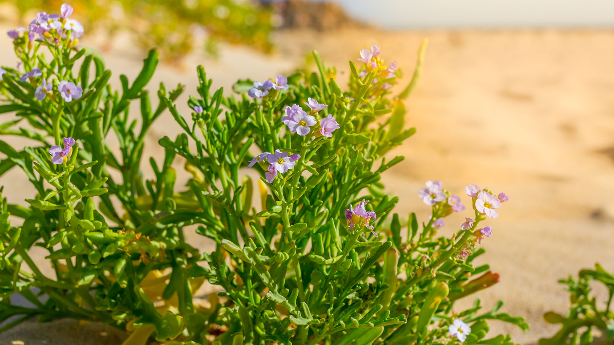 Herbs on Enebærodde
