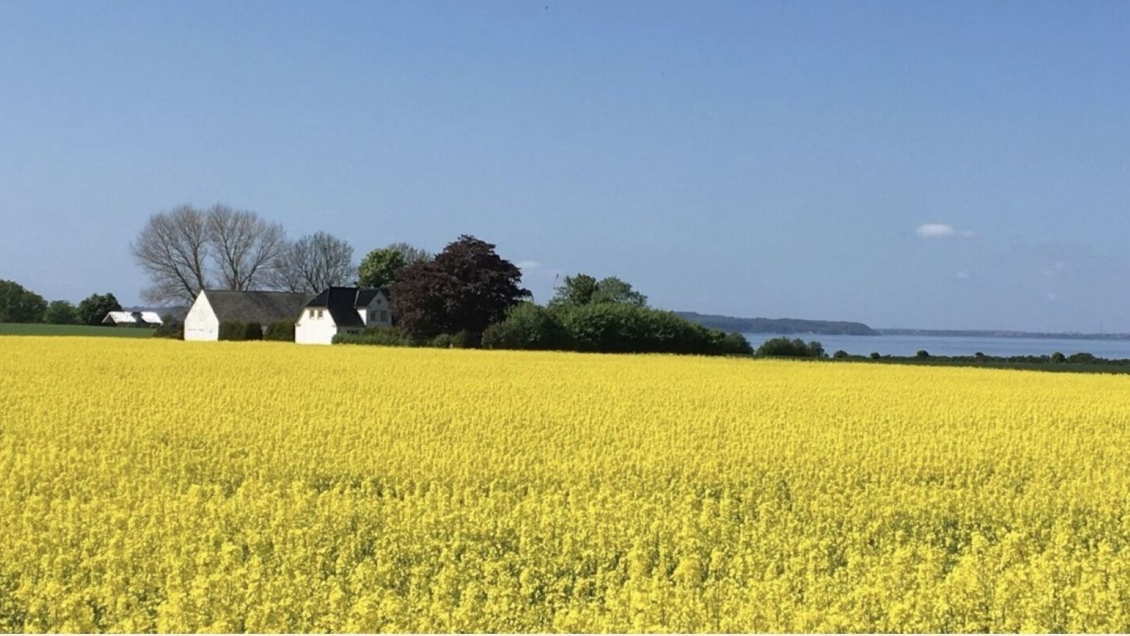 Feld bei Strandlykken