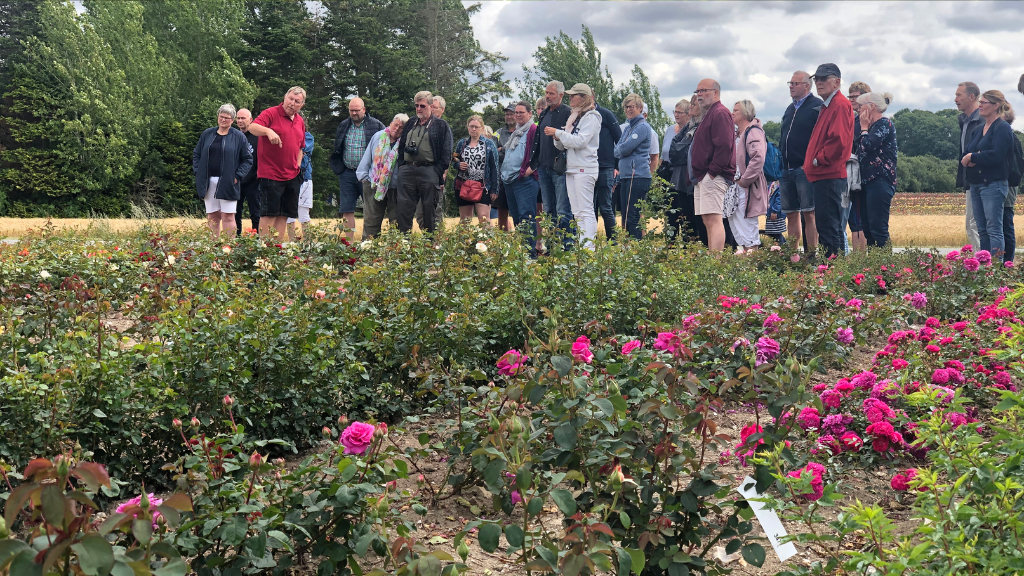 Rundvisning i Rosenmarkerne