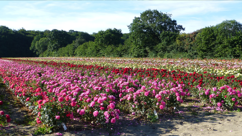 Rosenmarkerne i fuld flor