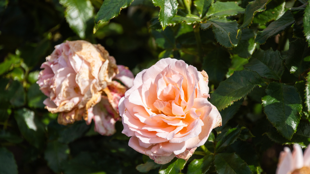 En rose