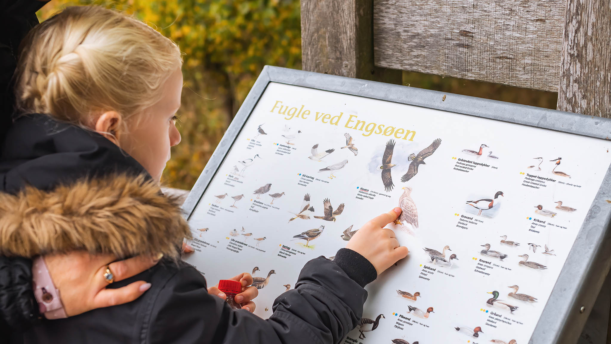 A girl looks at a chart of birds at Gyldensteen Beach in the autumn