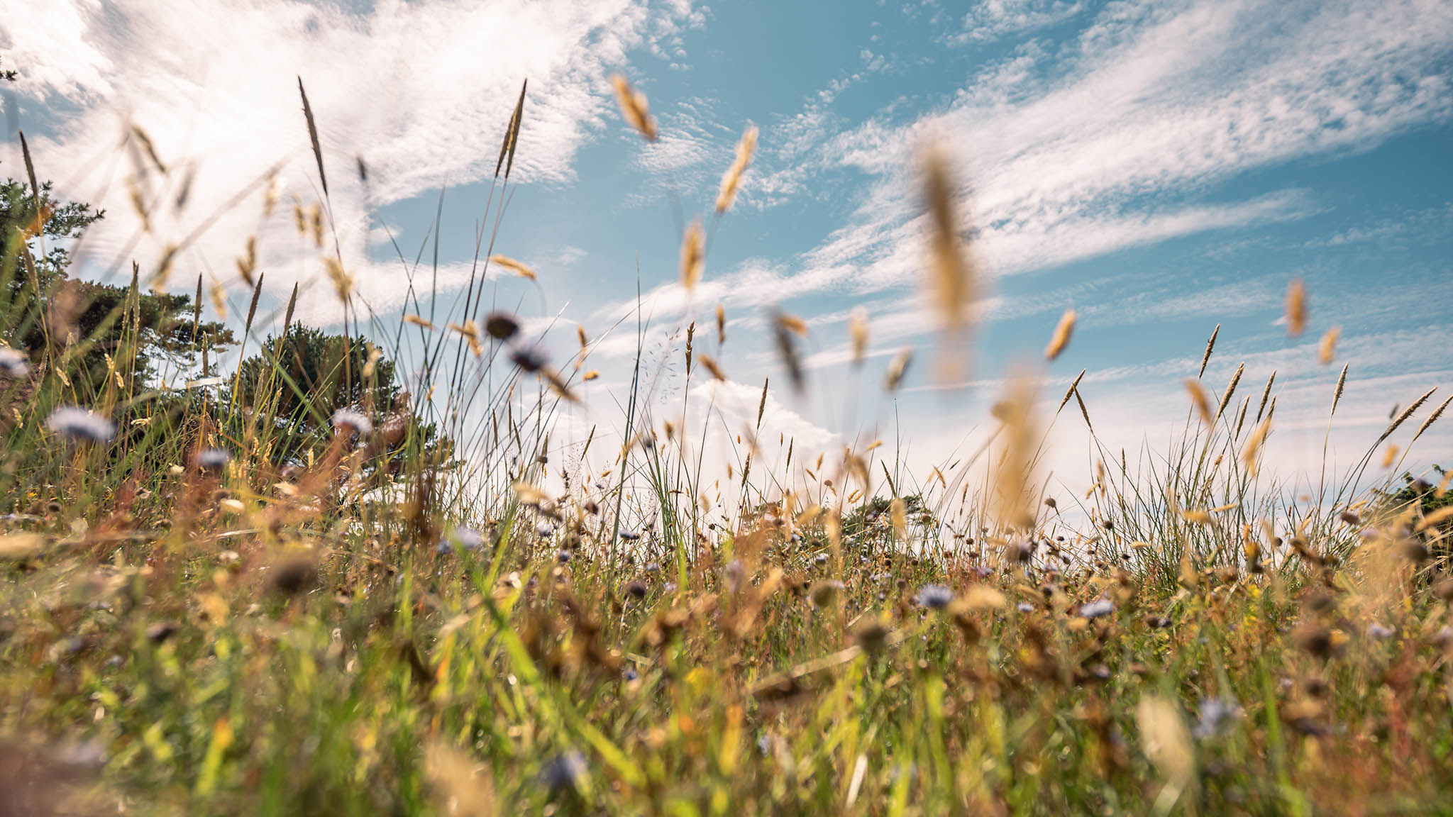Strandwiese bei Flyvesandet im Sommer