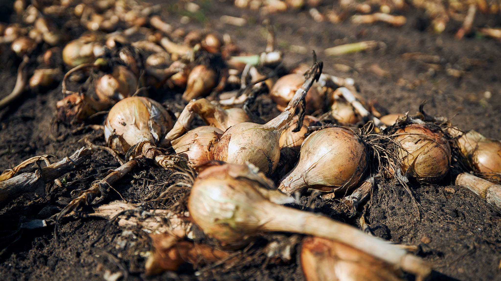 Bring the family to the onion field in North Funen. Fill a net with quality Danish onions for 50 DKK and support the Knæk Cancer initiative at the same time.
