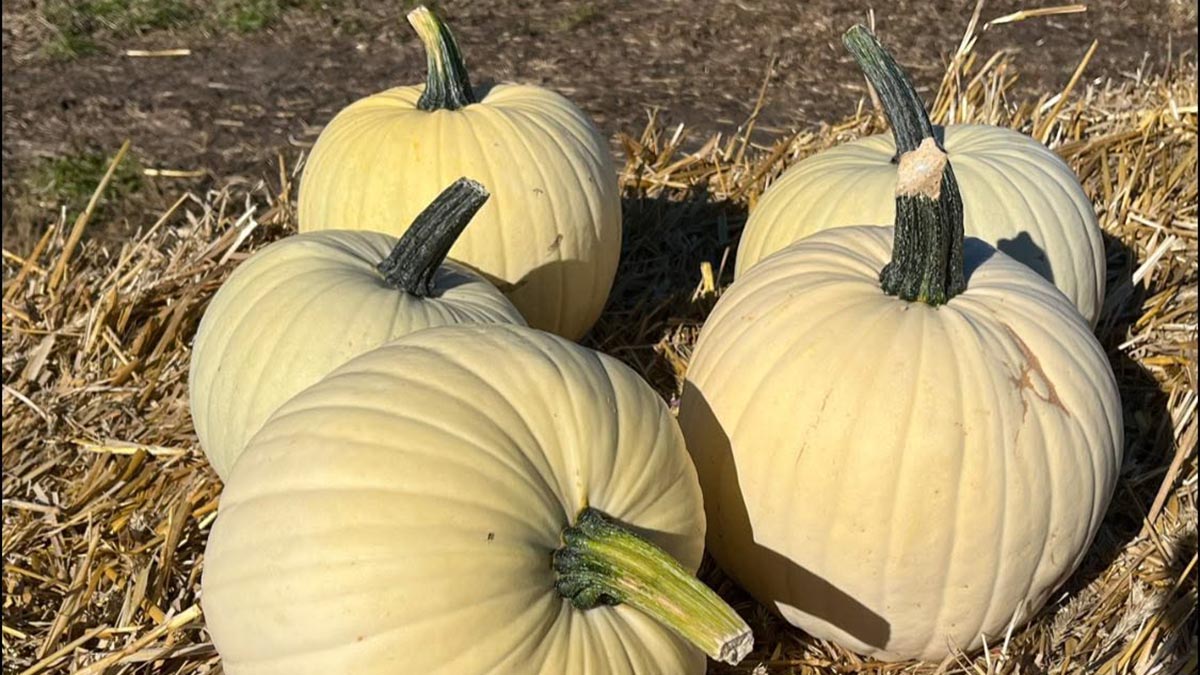 Gyrup Halloween Græskar