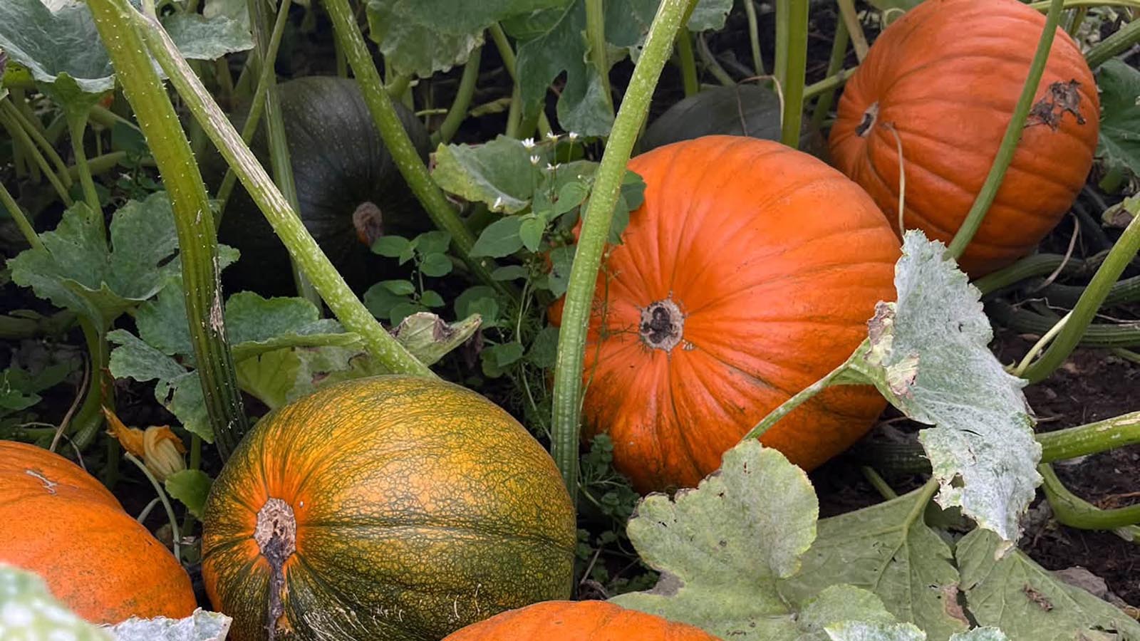 Gyrup Halloween Græskar