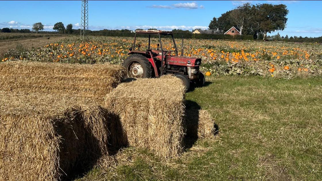 Gyrup Halloween Græskar