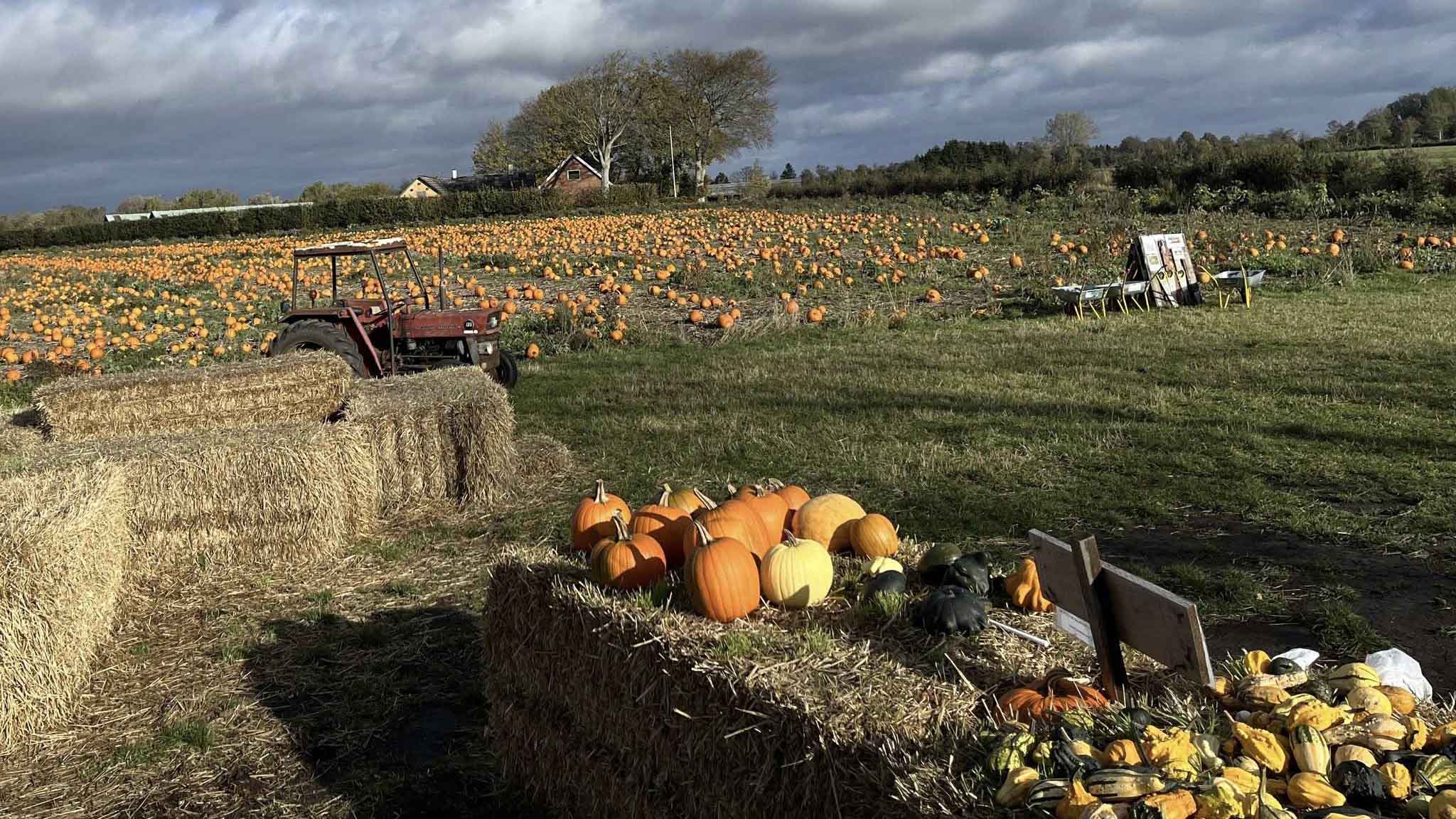 Gyrup Halloween Græskar