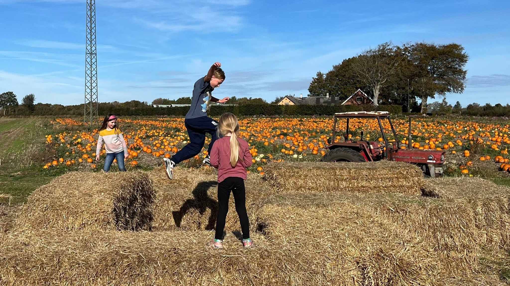 Gyrup Halloween Græskar