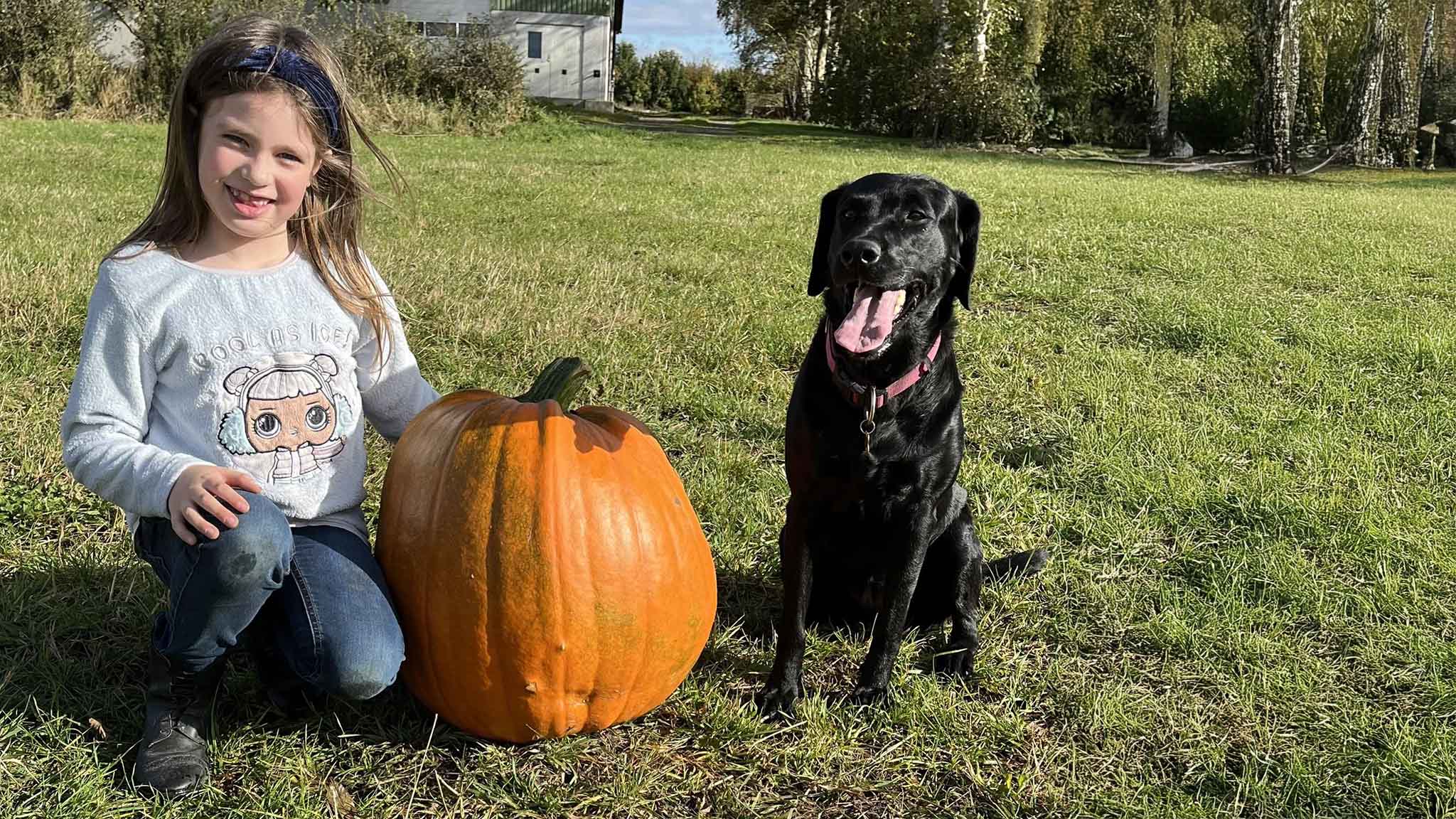 Gyrup Halloween Græskar