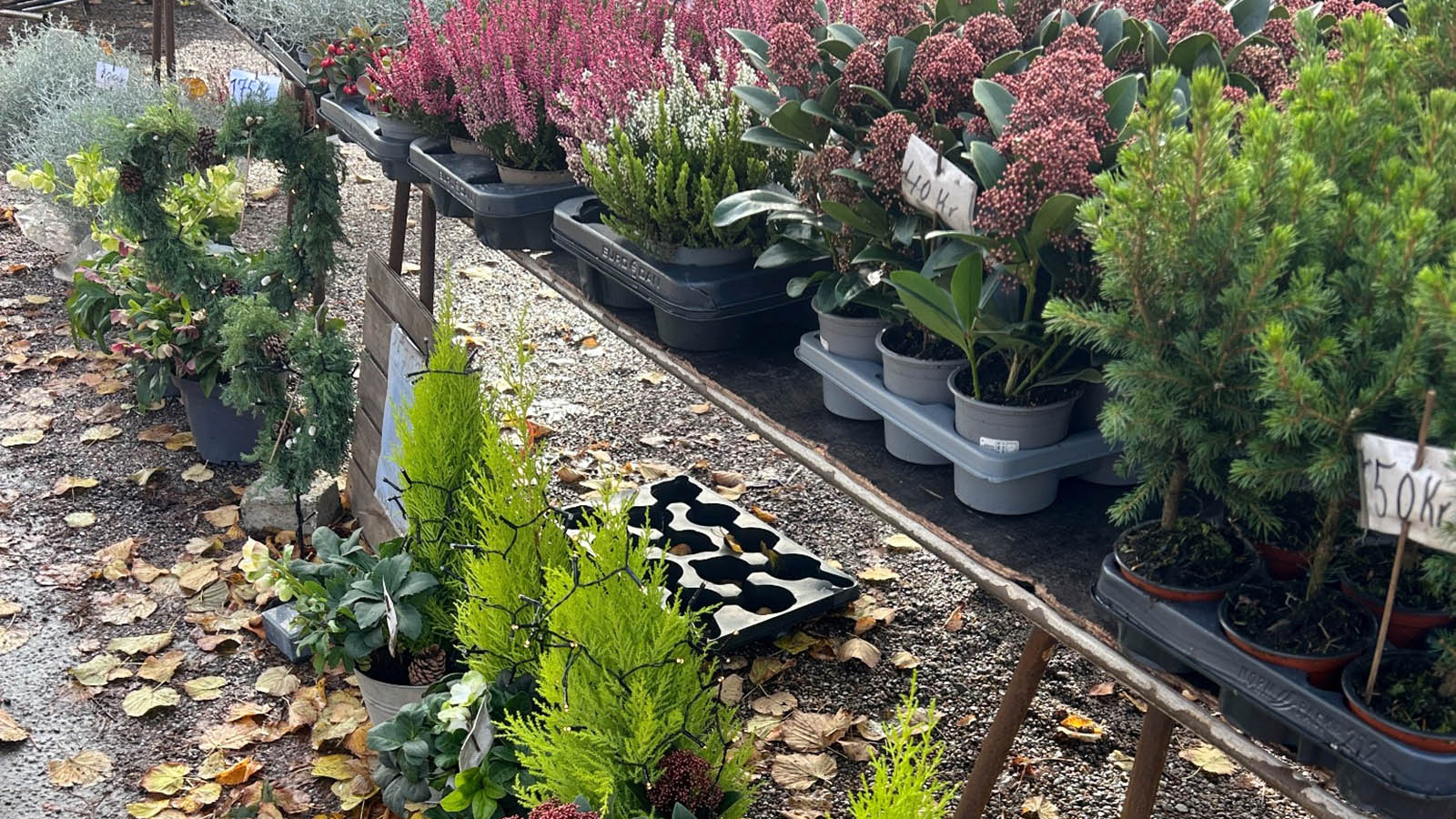 Winter town market in Bogense