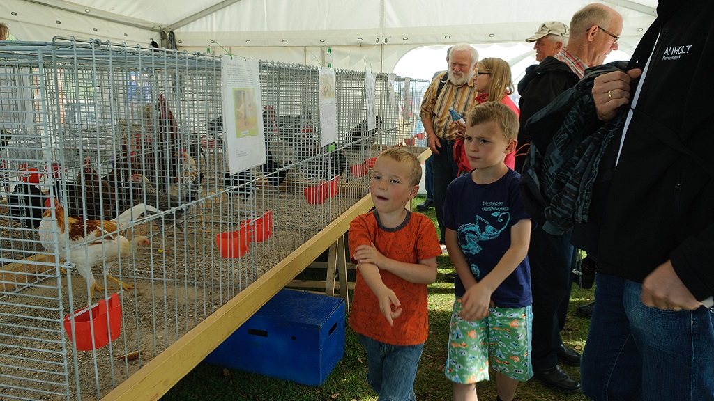 Fjord Day at Klintebjerg
