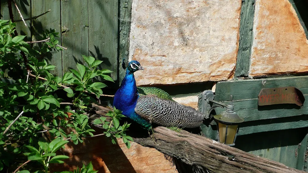 Peacock at the old water mill at Harridslevgaard