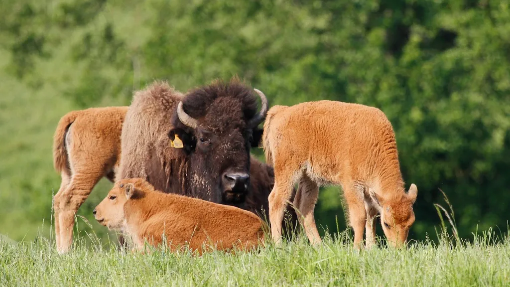 Bison mother with her calves