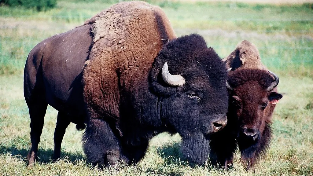 En bisonmor med sin kalv