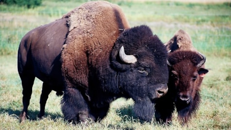 En bisonmor med sin kalv