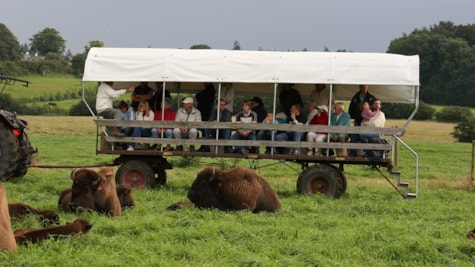 Prærievogn på bisonsafari midt i bisonflokken, der hviler