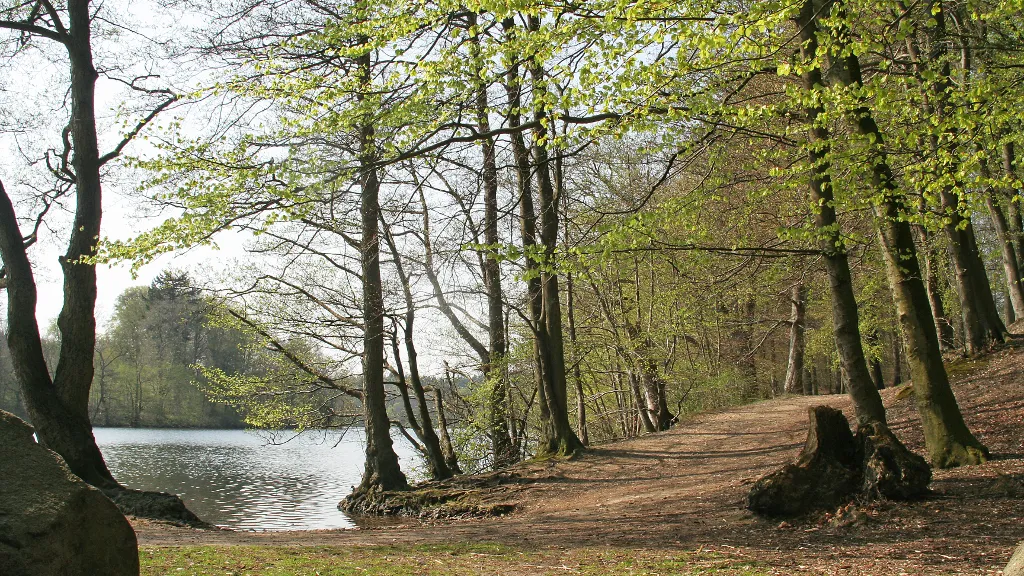 Tall trees along the lake Langesø