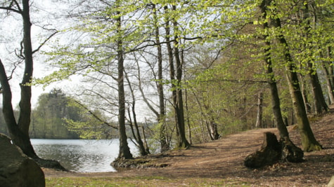 Høje træer langs søen Langesø