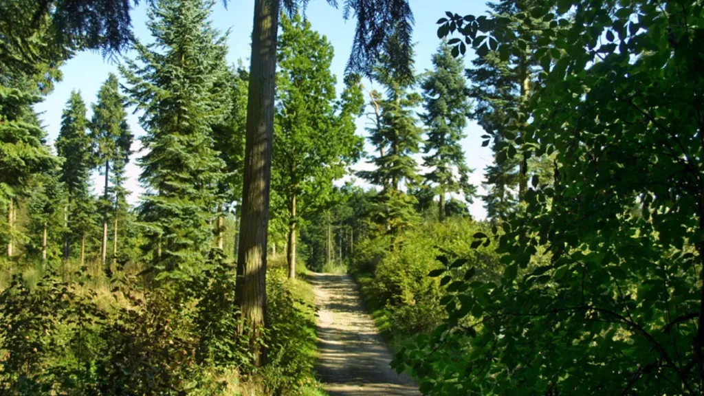 Forest path through the Langesø forest