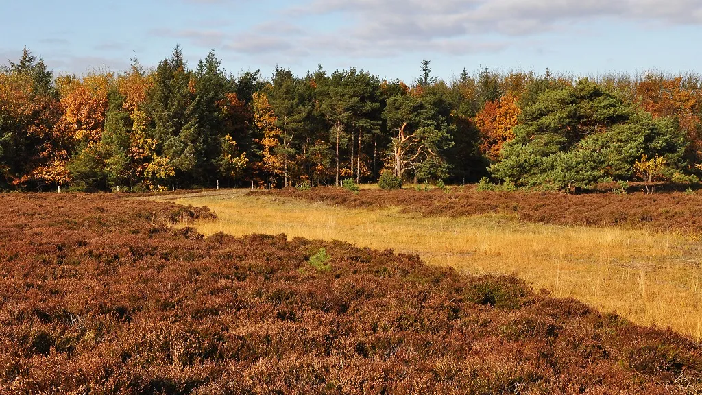 Heather and trees on Enebærodde in autumn colours