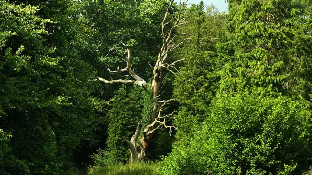 The burnt oak surrounded by live trees